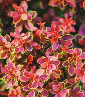 Berberis thunbergii 'Admiration'